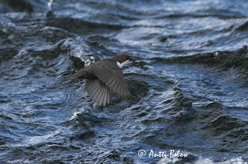 Avainsanat: Merla d'aigua Vandstær Waterspreeuw White-throated Dipper Vesipapp Koskikara Cincle plongeur Wasseramsel Vízirigó Fossbúi Fossekall Melro-d'água Cinclus cinclus Mirlo Acuático Strömstare