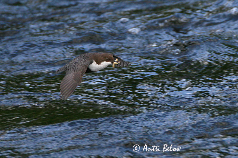Avainsanat: Merla d'aigua Vandstær Waterspreeuw White-throated Dipper Vesipapp Koskikara Cincle plongeur Wasseramsel Vízirigó Fossbúi Fossekall Melro-d'água Cinclus cinclus Mirlo Acuático Strömstare