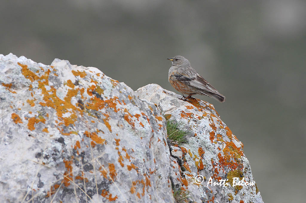 Avainsanat: Cercavores Alpejernspurv Alpenheggemus Alpine Accentor Alppirautiainen Accenteur alpin Alpenbraunelle Havasi szürkebegy Urðatítla Alpejernspurv Ferreirinha-alpina Prunella collaris Acentor Alpino Alpjärnsparv