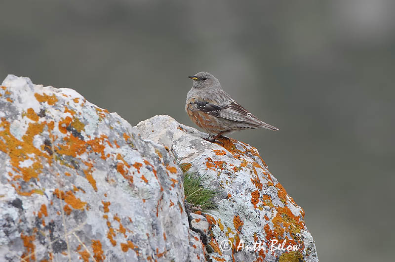 Avainsanat: Cercavores Alpejernspurv Alpenheggemus Alpine Accentor Alppirautiainen Accenteur alpin Alpenbraunelle Havasi szürkebegy Urðatítla Alpejernspurv Ferreirinha-alpina Prunella collaris Acentor Alpino Alpjärnsparv