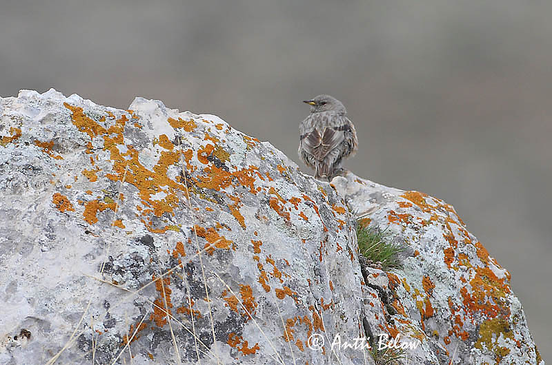 Avainsanat: Cercavores Alpejernspurv Alpenheggemus Alpine Accentor Alppirautiainen Accenteur alpin Alpenbraunelle Havasi szürkebegy Urðatítla Alpejernspurv Ferreirinha-alpina Prunella collaris Acentor Alpino Alpjärnsparv