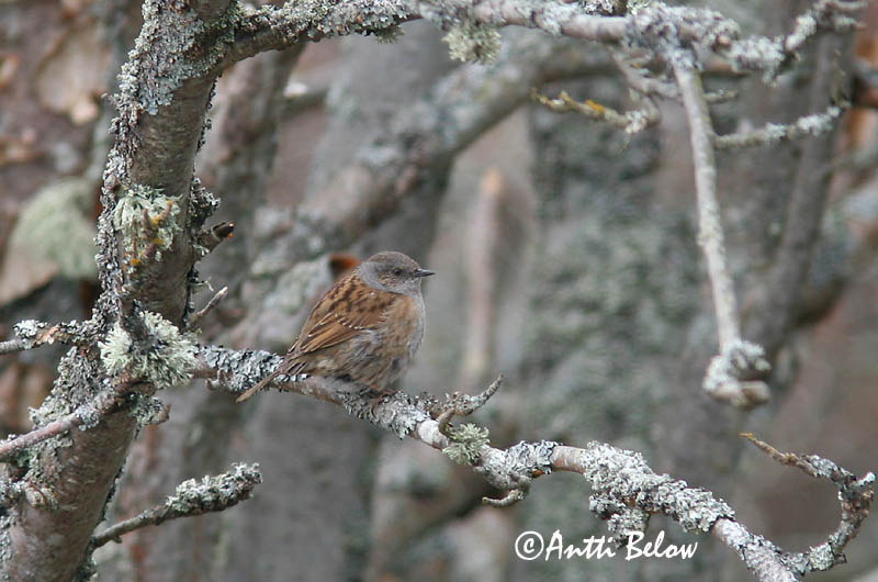 Avainsanat: Pardal de bardissa Jernspurv Heggemus Dunnock Võsaraat Rautiainen Accenteur mouchet Heckenbraunelle Erdei szürkebegy Runnatítla Jernspurv Ferreirinha-comum Prunella modularis Acentor Común Järnsparv