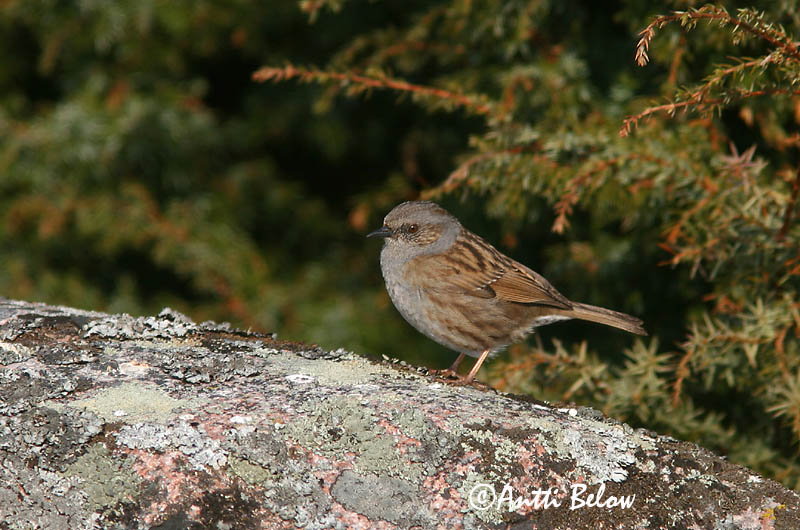 Avainsanat: Pardal de bardissa Jernspurv Heggemus Dunnock Võsaraat Rautiainen Accenteur mouchet Heckenbraunelle Erdei szürkebegy Runnatítla Jernspurv Ferreirinha-comum Prunella modularis Acentor Común Järnsparv