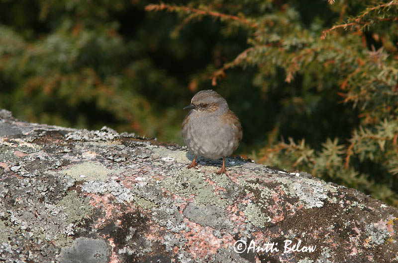 Avainsanat: Pardal de bardissa Jernspurv Heggemus Dunnock Võsaraat Rautiainen Accenteur mouchet Heckenbraunelle Erdei szürkebegy Runnatítla Jernspurv Ferreirinha-comum Prunella modularis Acentor Común Järnsparv