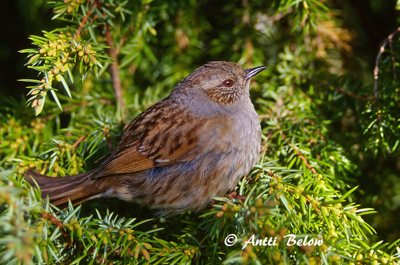 Avainsanat: Pardal de bardissa Jernspurv Heggemus Dunnock Võsaraat Rautiainen Accenteur mouchet Heckenbraunelle Erdei szürkebegy Runnatítla Jernspurv Ferreirinha-comum Prunella modularis Acentor Común Järnsparv