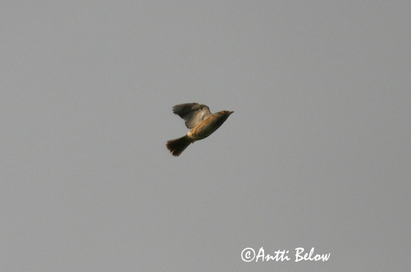 Avainsanat: Pardal de bardissa Jernspurv Heggemus Dunnock Võsaraat Rautiainen Accenteur mouchet Heckenbraunelle Erdei szürkebegy Runnatítla Jernspurv Ferreirinha-comum Prunella modularis Acentor Común Järnsparv
