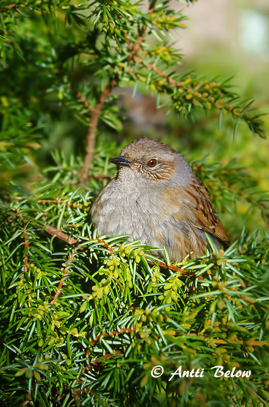 Avainsanat: Pardal de bardissa Jernspurv Heggemus Dunnock Võsaraat Rautiainen Accenteur mouchet Heckenbraunelle Erdei szürkebegy Runnatítla Jernspurv Ferreirinha-comum Prunella modularis Acentor Común Järnsparv