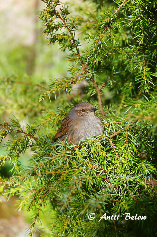 Avainsanat: Pardal de bardissa Jernspurv Heggemus Dunnock Võsaraat Rautiainen Accenteur mouchet Heckenbraunelle Erdei szürkebegy Runnatítla Jernspurv Ferreirinha-comum Prunella modularis Acentor Común Järnsparv