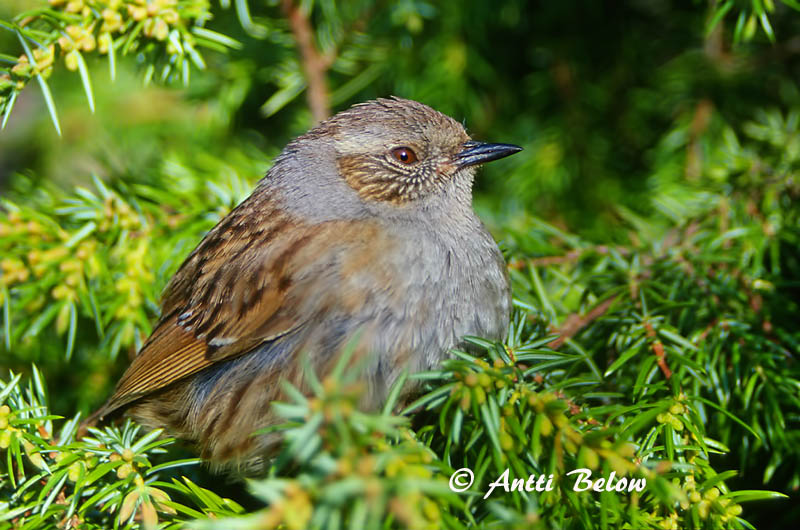 Avainsanat: Pardal de bardissa Jernspurv Heggemus Dunnock Võsaraat Rautiainen Accenteur mouchet Heckenbraunelle Erdei szürkebegy Runnatítla Jernspurv Ferreirinha-comum Prunella modularis Acentor Común Järnsparv