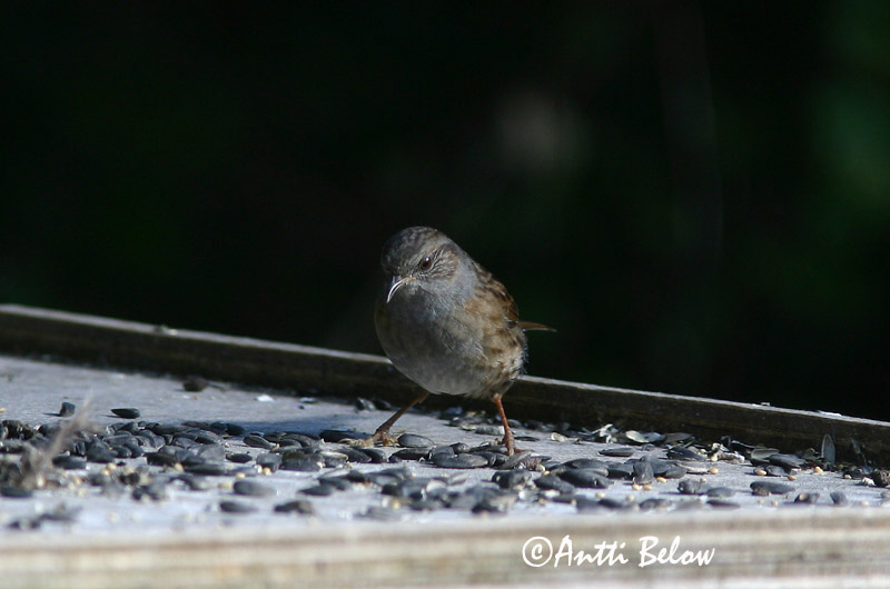 Avainsanat: Pardal de bardissa Jernspurv Heggemus Dunnock Võsaraat Rautiainen Accenteur mouchet Heckenbraunelle Erdei szürkebegy Runnatítla Jernspurv Ferreirinha-comum Prunella modularis Acentor Común Järnsparv