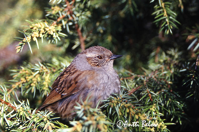 Avainsanat: Pardal de bardissa Jernspurv Heggemus Dunnock Võsaraat Rautiainen Accenteur mouchet Heckenbraunelle Erdei szürkebegy Runnatítla Jernspurv Ferreirinha-comum Prunella modularis Acentor Común Järnsparv