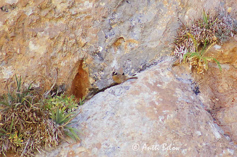 Avainsanat: Steenheggemus Radde's Accentor Kaspianrautiainen Accenteur de Radde Steinbraunelle Einerjernspurv Prunella ocularis Acentor Alpino Persa Svartkronad järnsparv