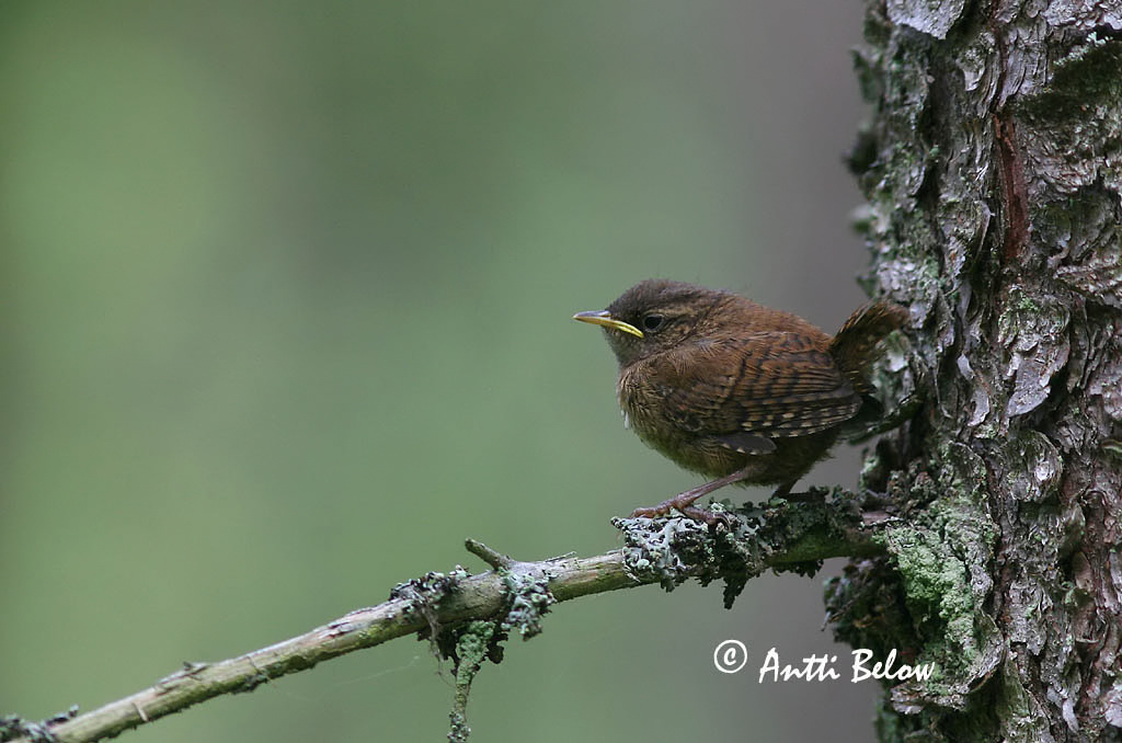 Avainsanat: Cargolet Gærdesmutte Winterkoning Winter Wren Käblik Peukaloinen Troglodyte mignon Zaunkönig Ökörszem Músarrindill Gjerdesmett Carriça Troglodytes troglodytes Chochín Gärdsmyg