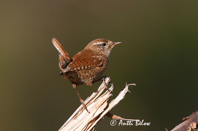 Avainsanat: Cargolet Gærdesmutte Winterkoning Winter Wren Käblik Peukaloinen Troglodyte mignon Zaunkönig Ökörszem Músarrindill Gjerdesmett Carriça Troglodytes troglodytes Chochín Gärdsmyg