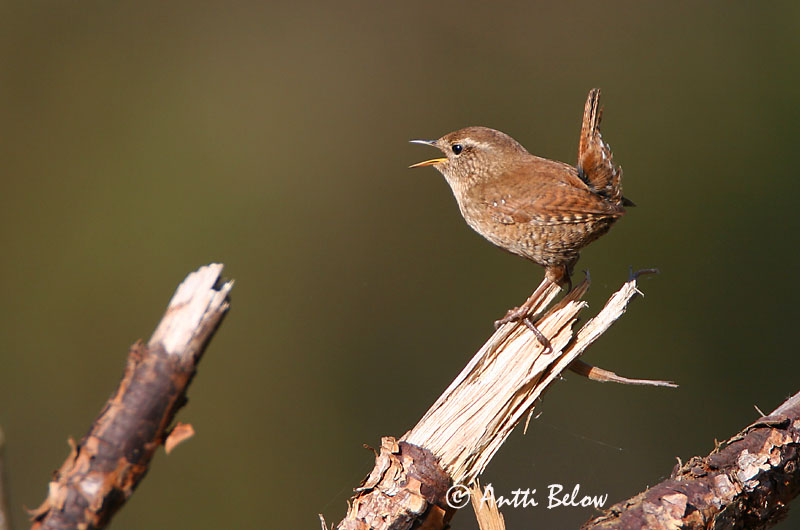Avainsanat: Cargolet Gærdesmutte Winterkoning Winter Wren Käblik Peukaloinen Troglodyte mignon Zaunkönig Ökörszem Músarrindill Gjerdesmett Carriça Troglodytes troglodytes Chochín Gärdsmyg