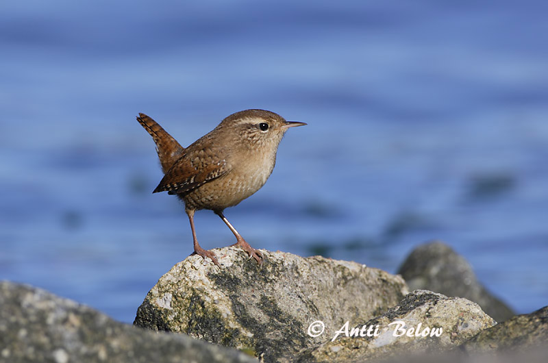 Avainsanat: Cargolet Gærdesmutte Winterkoning Winter Wren Käblik Peukaloinen Troglodyte mignon Zaunkönig Ökörszem Músarrindill Gjerdesmett Carriça Troglodytes troglodytes Chochín Gärdsmyg