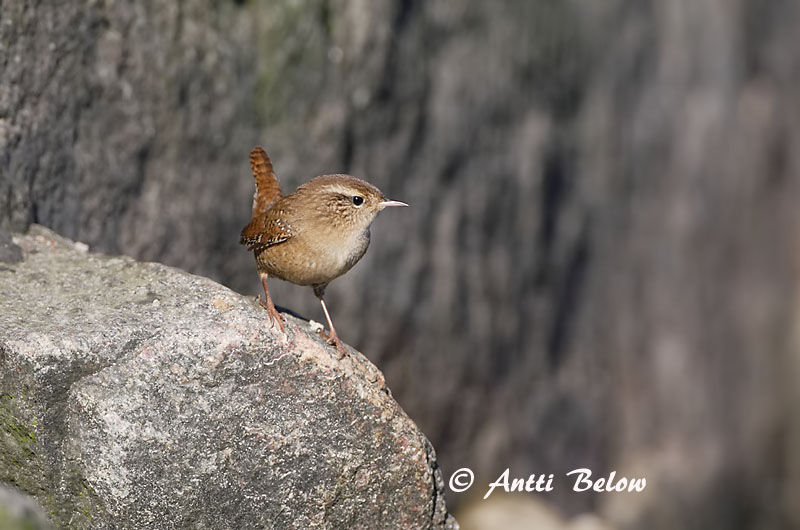 Avainsanat: Cargolet Gærdesmutte Winterkoning Winter Wren Käblik Peukaloinen Troglodyte mignon Zaunkönig Ökörszem Músarrindill Gjerdesmett Carriça Troglodytes troglodytes Chochín Gärdsmyg