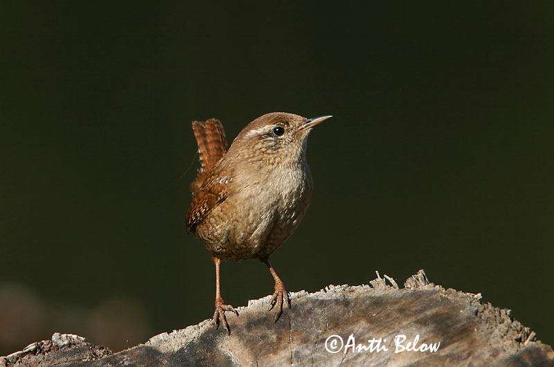 Avainsanat: Cargolet Gærdesmutte Winterkoning Winter Wren Käblik Peukaloinen Troglodyte mignon Zaunkönig Ökörszem Músarrindill Gjerdesmett Carriça Troglodytes troglodytes Chochín Gärdsmyg