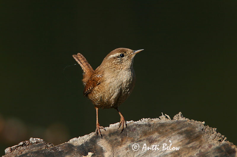 Avainsanat: Cargolet Gærdesmutte Winterkoning Winter Wren Käblik Peukaloinen Troglodyte mignon Zaunkönig Ökörszem Músarrindill Gjerdesmett Carriça Troglodytes troglodytes Chochín Gärdsmyg