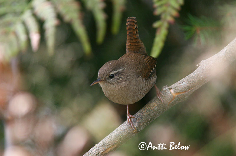 Avainsanat: Cargolet Gærdesmutte Winterkoning Winter Wren Käblik Peukaloinen Troglodyte mignon Zaunkönig Ökörszem Músarrindill Gjerdesmett Carriça Troglodytes troglodytes Chochín Gärdsmyg