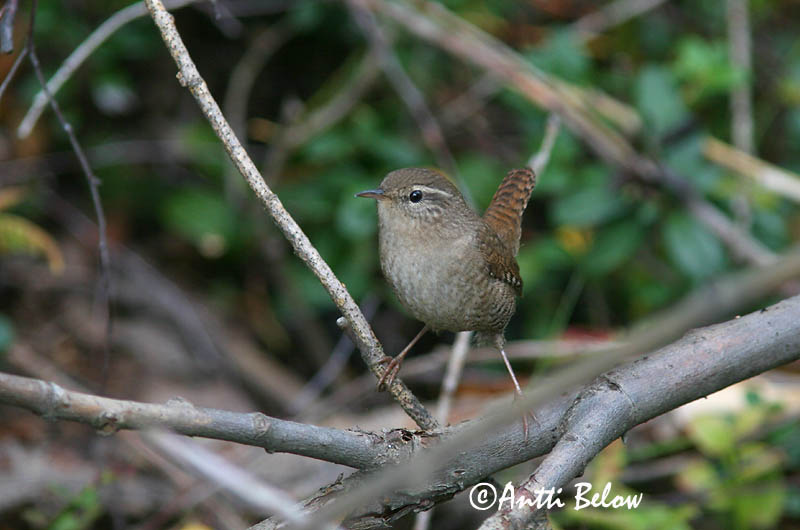 Avainsanat: Cargolet Gærdesmutte Winterkoning Winter Wren Käblik Peukaloinen Troglodyte mignon Zaunkönig Ökörszem Músarrindill Gjerdesmett Carriça Troglodytes troglodytes Chochín Gärdsmyg