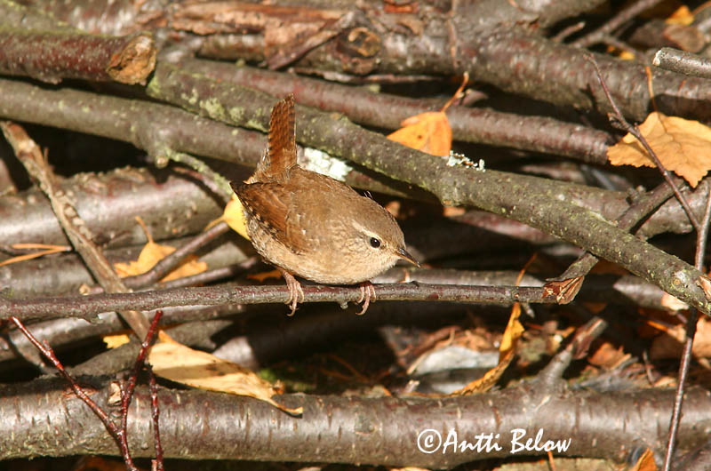 Avainsanat: Cargolet Gærdesmutte Winterkoning Winter Wren Käblik Peukaloinen Troglodyte mignon Zaunkönig Ökörszem Músarrindill Gjerdesmett Carriça Troglodytes troglodytes Chochín Gärdsmyg