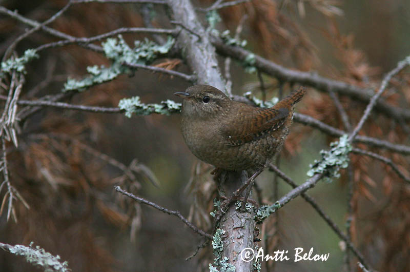 Avainsanat: Cargolet Gærdesmutte Winterkoning Winter Wren Käblik Peukaloinen Troglodyte mignon Zaunkönig Ökörszem Músarrindill Gjerdesmett Carriça Troglodytes troglodytes Chochín Gärdsmyg