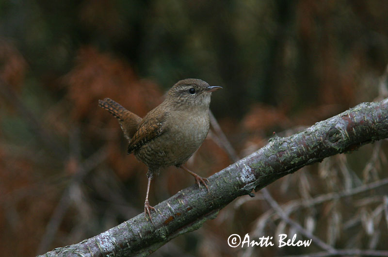 Avainsanat: Cargolet Gærdesmutte Winterkoning Winter Wren Käblik Peukaloinen Troglodyte mignon Zaunkönig Ökörszem Músarrindill Gjerdesmett Carriça Troglodytes troglodytes Chochín Gärdsmyg