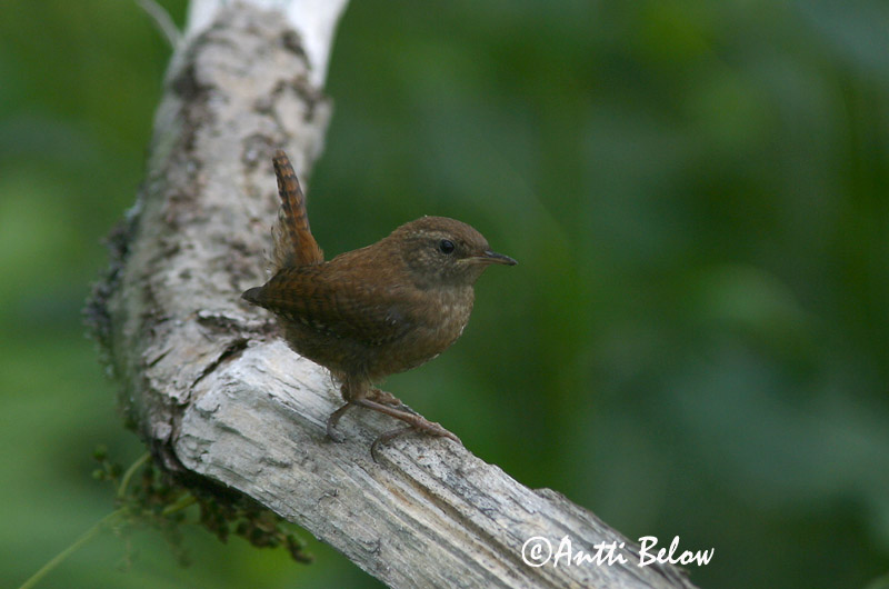 Avainsanat: Cargolet Gærdesmutte Winterkoning Winter Wren Käblik Peukaloinen Troglodyte mignon Zaunkönig Ökörszem Músarrindill Gjerdesmett Carriça Troglodytes troglodytes Chochín Gärdsmyg