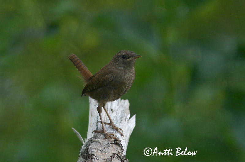 Avainsanat: Cargolet Gærdesmutte Winterkoning Winter Wren Käblik Peukaloinen Troglodyte mignon Zaunkönig Ökörszem Músarrindill Gjerdesmett Carriça Troglodytes troglodytes Chochín Gärdsmyg