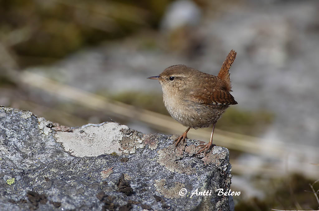 Avainsanat: Cargolet Gærdesmutte Winterkoning Winter Wren Käblik Peukaloinen Troglodyte mignon Zaunkönig Ökörszem Músarrindill Gjerdesmett Carriça Troglodytes troglodytes Chochín Gärdsmyg