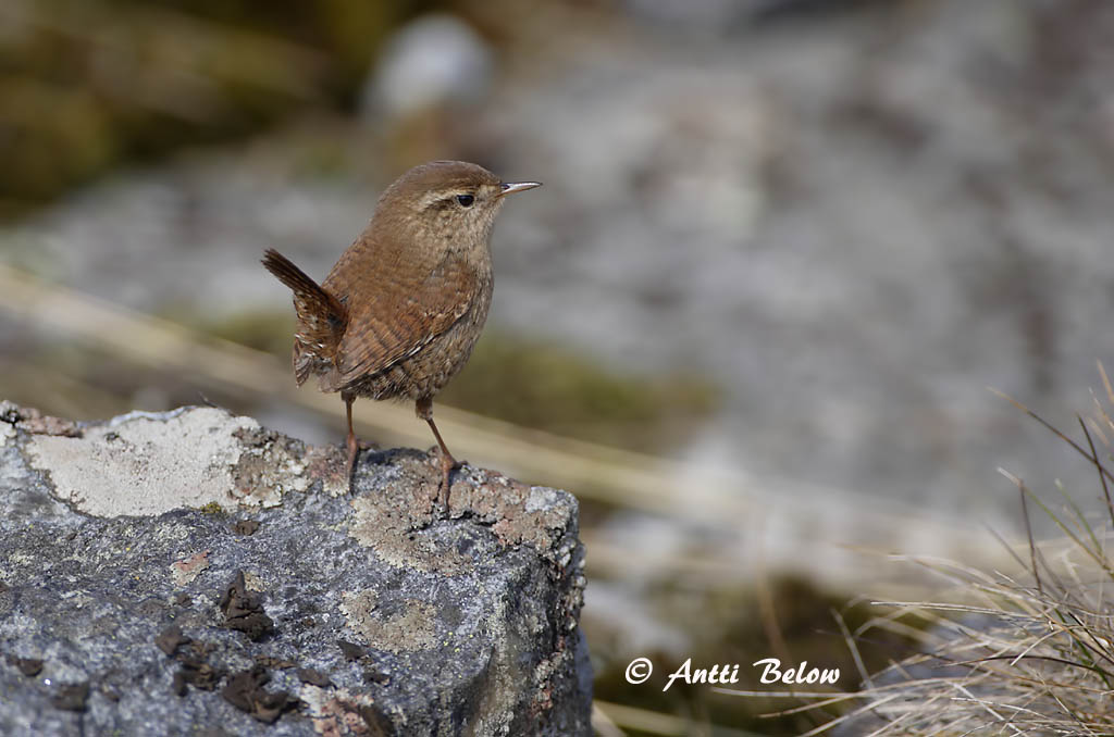 Avainsanat: Cargolet Gærdesmutte Winterkoning Winter Wren Käblik Peukaloinen Troglodyte mignon Zaunkönig Ökörszem Músarrindill Gjerdesmett Carriça Troglodytes troglodytes Chochín Gärdsmyg