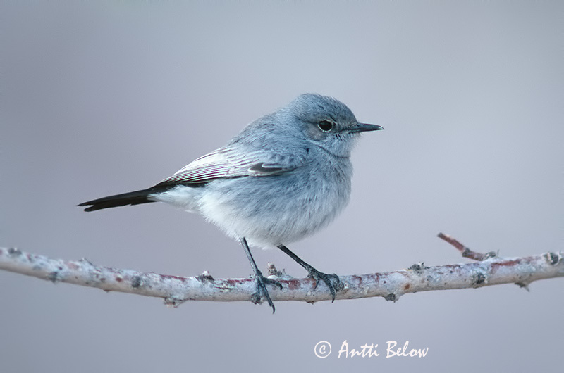 Avainsanat: Zwartstaart Blackstart Traquet à queue noire Schwarzschwanz Svartstjert Cercomela melanura Colinegro Real Svartstjärt Mustapyrstö Mustapyrstötasku