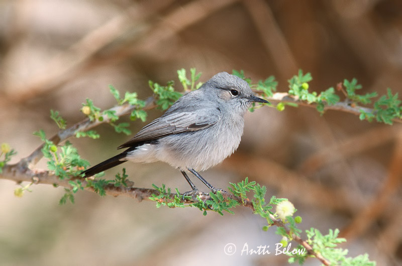 Avainsanat: Zwartstaart Blackstart Traquet à queue noire Schwarzschwanz Svartstjert Cercomela melanura Colinegro Real Svartstjärt Mustapyrstö Mustapyrstötasku