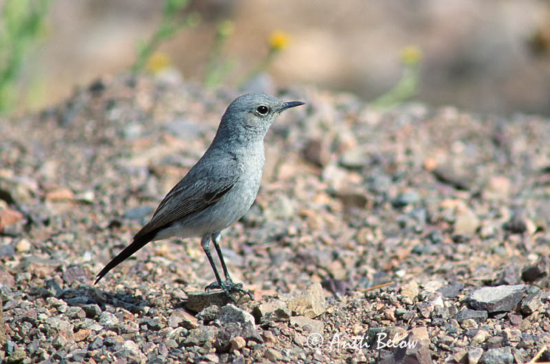 Avainsanat: Zwartstaart Blackstart Traquet à queue noire Schwarzschwanz Svartstjert Cercomela melanura Colinegro Real Svartstjärt Mustapyrstö Mustapyrstötasku