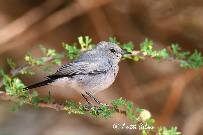 Avainsanat: Zwartstaart Blackstart Traquet à queue noire Schwarzschwanz Svartstjert Cercomela melanura Colinegro Real Svartstjärt Mustapyrstö Mustapyrstötasku