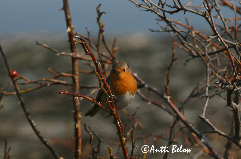Avainsanat: Pit-roig Rødhals Roodborst European Robin Punarind Punarinta Rougegorge familier Rotkehlchen Vörösbegy Glóbrystingur Rødstrupe Pisco-de-peito-ruivo Erithacus rubecula Petirrojo Rödhake
