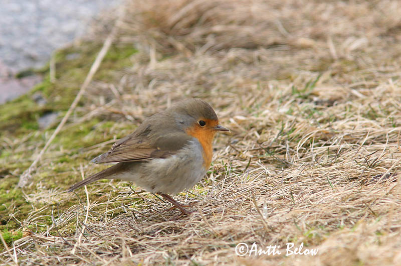 Avainsanat: Pit-roig Rødhals Roodborst European Robin Punarind Punarinta Rougegorge familier Rotkehlchen Vörösbegy Glóbrystingur Rødstrupe Pisco-de-peito-ruivo Erithacus rubecula Petirrojo Rödhake