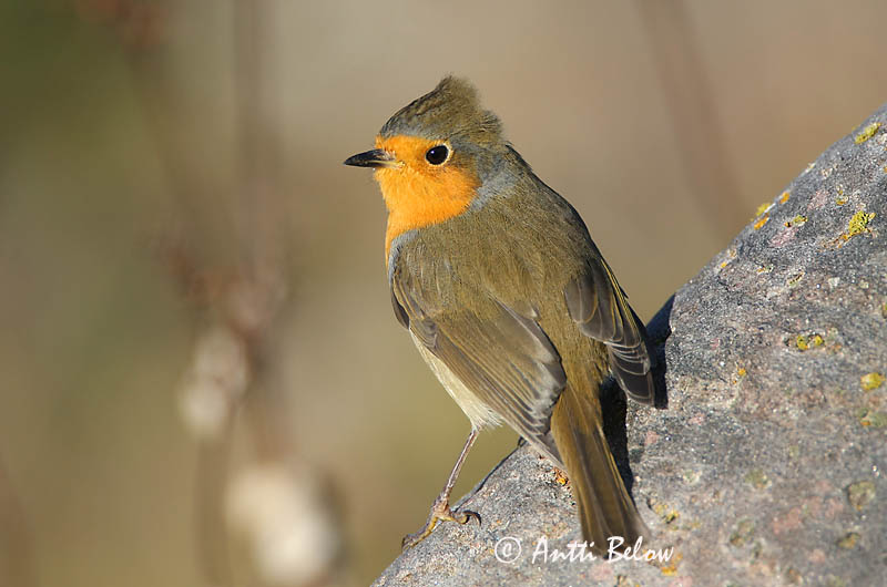 Avainsanat: Pit-roig Rødhals Roodborst European Robin Punarind Punarinta Rougegorge familier Rotkehlchen Vörösbegy Glóbrystingur Rødstrupe Pisco-de-peito-ruivo Erithacus rubecula Petirrojo Rödhake