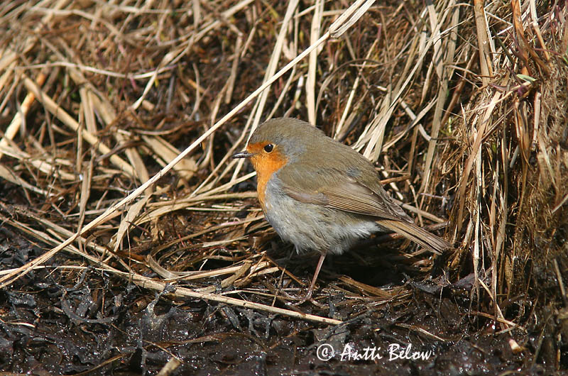 Avainsanat: Pit-roig Rødhals Roodborst European Robin Punarind Punarinta Rougegorge familier Rotkehlchen Vörösbegy Glóbrystingur Rødstrupe Pisco-de-peito-ruivo Erithacus rubecula Petirrojo Rödhake