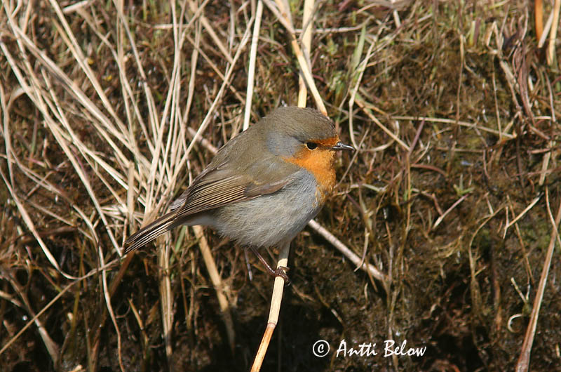 Avainsanat: Pit-roig Rødhals Roodborst European Robin Punarind Punarinta Rougegorge familier Rotkehlchen Vörösbegy Glóbrystingur Rødstrupe Pisco-de-peito-ruivo Erithacus rubecula Petirrojo Rödhake