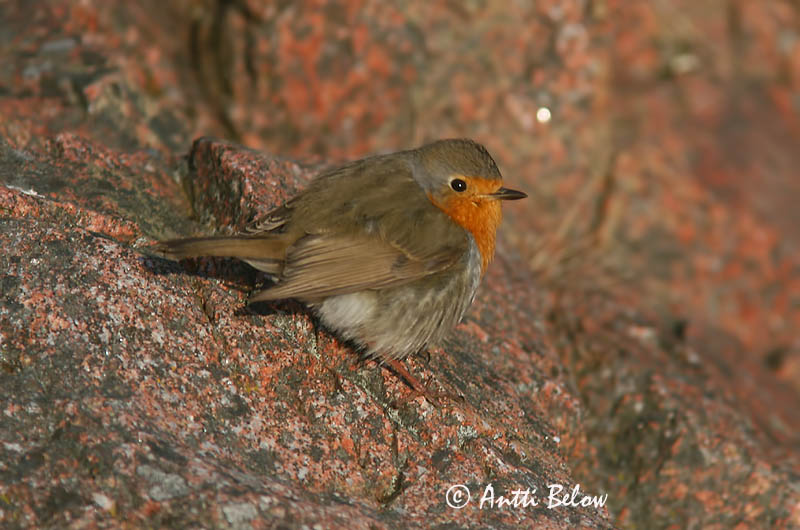 Avainsanat: Pit-roig Rødhals Roodborst European Robin Punarind Punarinta Rougegorge familier Rotkehlchen Vörösbegy Glóbrystingur Rødstrupe Pisco-de-peito-ruivo Erithacus rubecula Petirrojo Rödhake