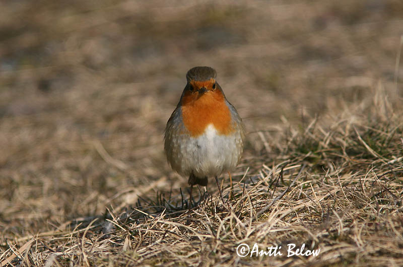 Avainsanat: Pit-roig Rødhals Roodborst European Robin Punarind Punarinta Rougegorge familier Rotkehlchen Vörösbegy Glóbrystingur Rødstrupe Pisco-de-peito-ruivo Erithacus rubecula Petirrojo Rödhake