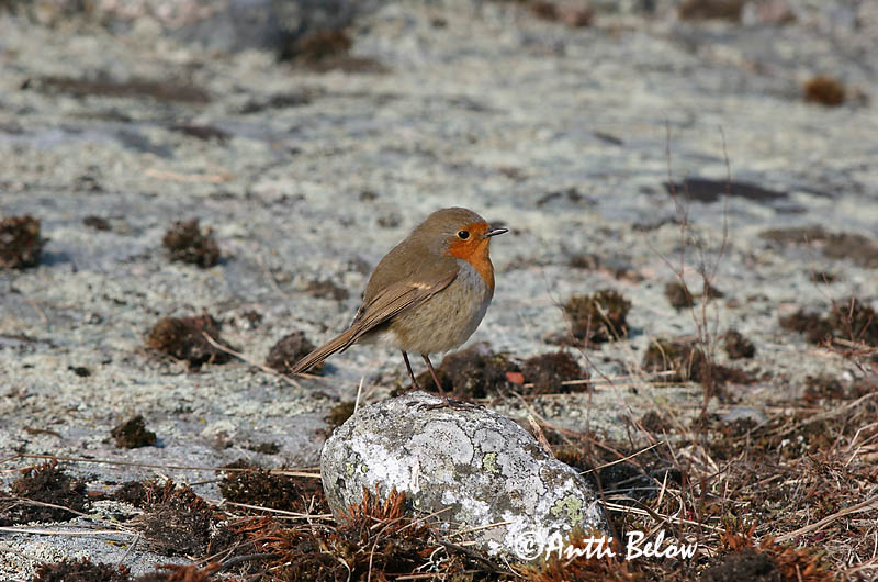 Avainsanat: Pit-roig Rødhals Roodborst European Robin Punarind Punarinta Rougegorge familier Rotkehlchen Vörösbegy Glóbrystingur Rødstrupe Pisco-de-peito-ruivo Erithacus rubecula Petirrojo Rödhake