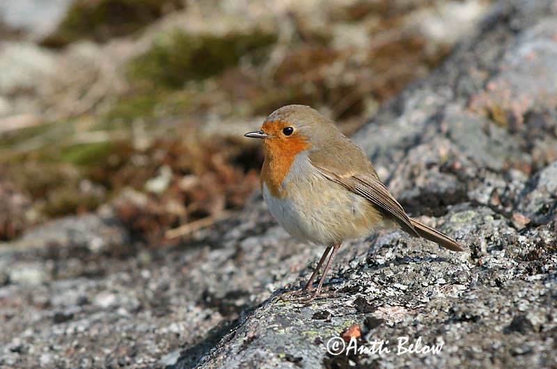 Avainsanat: Pit-roig Rødhals Roodborst European Robin Punarind Punarinta Rougegorge familier Rotkehlchen Vörösbegy Glóbrystingur Rødstrupe Pisco-de-peito-ruivo Erithacus rubecula Petirrojo Rödhake