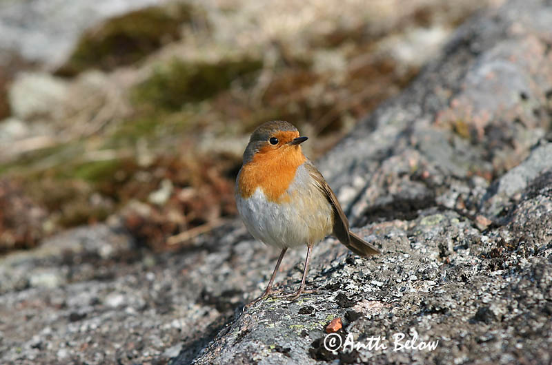 Avainsanat: Pit-roig Rødhals Roodborst European Robin Punarind Punarinta Rougegorge familier Rotkehlchen Vörösbegy Glóbrystingur Rødstrupe Pisco-de-peito-ruivo Erithacus rubecula Petirrojo Rödhake