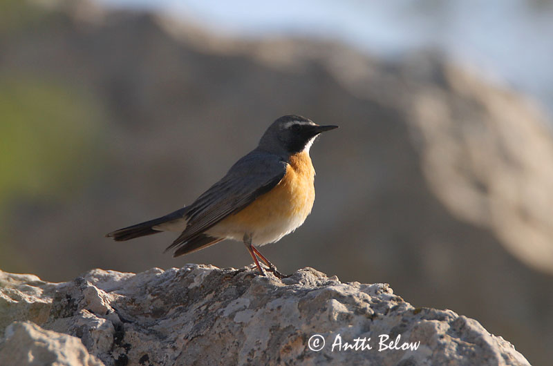 Avainsanat: Hvidhals Perzische roodborst White-throated Robin Kivikkosatakieli Iranie à gorge blanche Weißkehlsänger Fehértorkú fülemüle Sólskotta Pettirosso golabianca Hvitstrupenattergal Rouxinol-de-garganta-branca Irania gutturalis Petirrojo Turco Vitstrup
