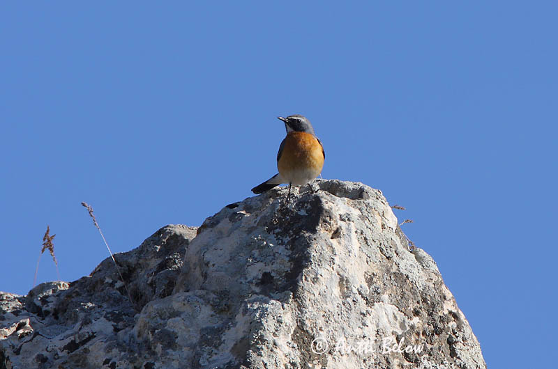 Avainsanat: Hvidhals White-throated Robin Kivikkosatakieli Iranie à gorge blanche Weißkehlsänger Fehértorkú fülemüle Sólskotta Pettirosso golabianca Hvitstrupenattergal Rouxinol-de-garganta-branca Irania gutturalis Petirrojo Turco Vitstrupig näktergal