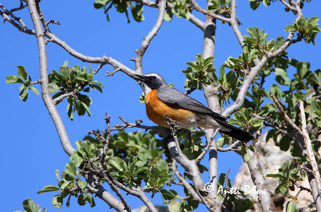 Avainsanat: Hvidhals Perzische roodborst White-throated Robin Kivikkosatakieli Iranie à gorge blanche Weißkehlsänger Fehértorkú fülemüle Sólskotta Pettirosso golabianca Hvitstrupenattergal Rouxinol-de-garganta-branca Irania gutturalis Petirrojo Turco Vitstrup