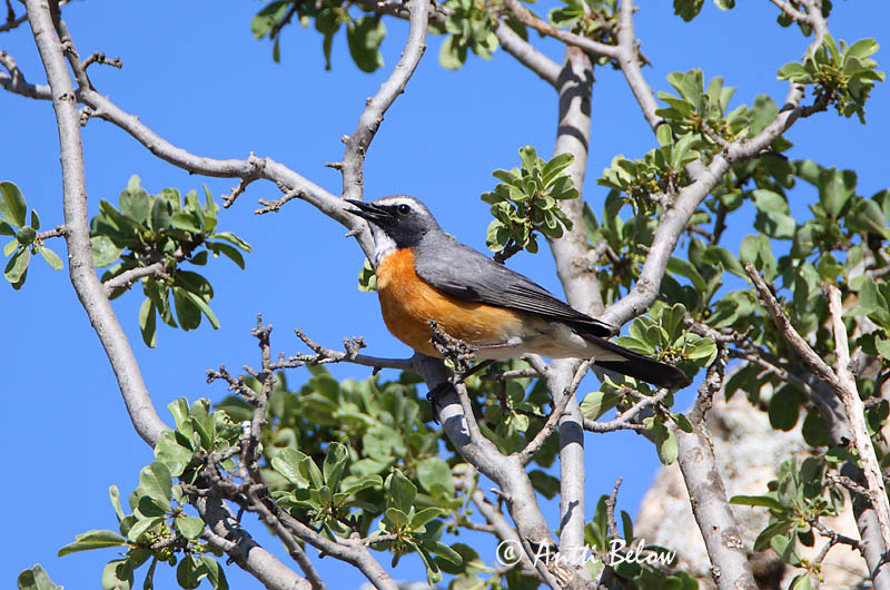 Avainsanat: Hvidhals Perzische roodborst White-throated Robin Kivikkosatakieli Iranie à gorge blanche Weißkehlsänger Fehértorkú fülemüle Sólskotta Pettirosso golabianca Hvitstrupenattergal Rouxinol-de-garganta-branca Irania gutturalis Petirrojo Turco Vitstrup